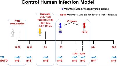 Role of circulating T follicular helper subsets following Ty21a immunization and oral challenge with wild type S. Typhi in humans